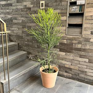 대형 알로아오디 이태리 베이지토분에 담긴 멋스러운 선인장 - 서울/경기 지역직배송 ONLY