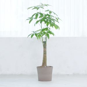 파키라 이태리토분 2colors 머니트리 돈나무 개업식화분