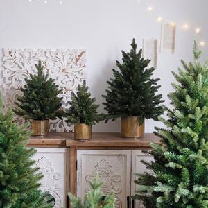 프리미엄 Gold Pot Tree 미니골드팟트리