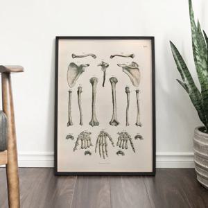빈티지 인테리어 포스터 해부학 관절 그림 액자