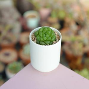 MBTI 다육이식물키우기 INTJ 선의의 옹호자 옵투샤