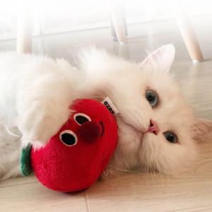 새끼 아기 고양이 개다래 마따따비 나무 분리불안 이갈이 무는 털공 뽕 사과 쿠션 장난감