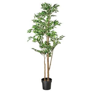 벤자민 엑소티카 고무 조화나무 페이카 (화분지름:21cm)