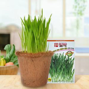 무럭무럭 밀싹 씨앗 키우기 키트 - 코코넛 화분