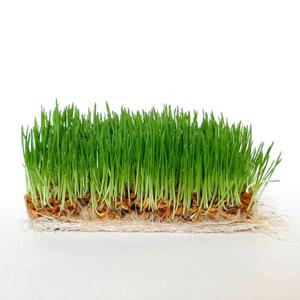 펫그라스 생화 250g 강아지 천연간식 귀리 보리 영양간식