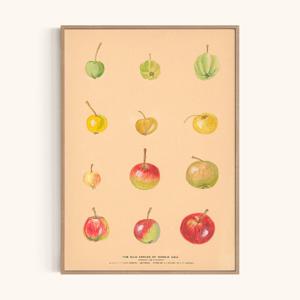 명화 인테리어 액자 포스터 / 니콜라이 바빌로프 - The Wild Apples #1