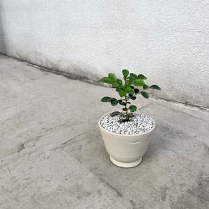 오렌지 자스민 키우기 쉬운 꽃 향기 나는 반려식물 - 밀크 토분M