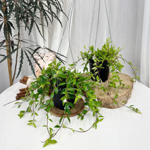 오렌지볼 아시난데스 관리가 쉬운 행잉플랜트 꽃과 열매를 맺는 반려식물 - 행잉포트