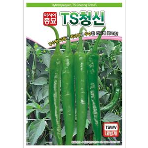 고추씨앗 고추 TS청신 (100립)