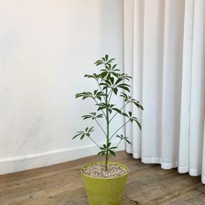 쉐프렐라(아트스톤화분) 홍콩야자 집들이 개업선물 승진화분 인테리어 식물 부산/경남지역 배송