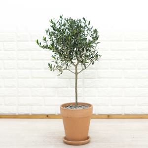 열매열리는 중대형 올리브나무 토분 세트 3sizes