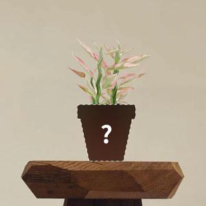 대은룡 (천국의 계단) 맞춤 제작 상품 (1:1 식물 케어)