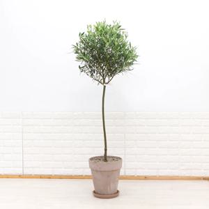 열매열리는 대형 올리브나무 이태리 토분세트