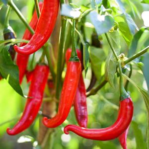 피알노나다 고추 씨앗 15립 열매 채소 씨앗 텃밭 키우기