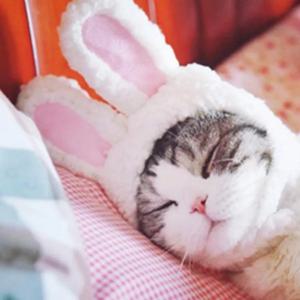 고양이 강아지 토끼 모자