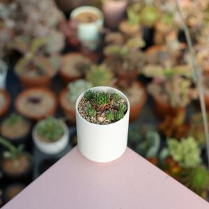 바위솔 MBTI 다육이식물키우기 ENTP 논쟁을 즐기는 변론자