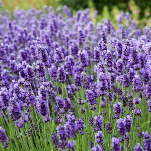 트루 라벤다 씨앗 150립 허브씨앗