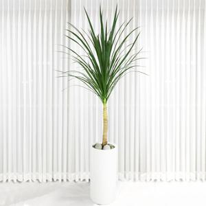 150CM 드라세나 드라코 용혈목 대형 테라조 화분 실내 공기정화식물