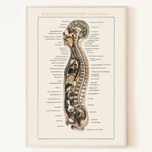 독일 해부학 의학 포스터 그림 anatomy 인테리어 서재 병원 액자