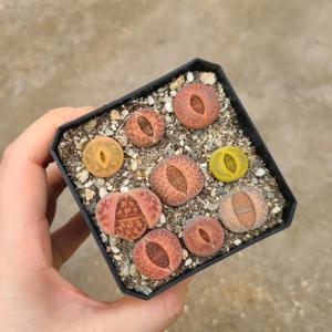 리톱스 모둠 화분