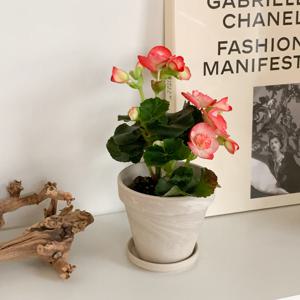 봄꽃 장미 베고니아+토분 꽃다발같은 생화화분