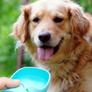 강아지 산책 물통 소형견 대형견 휴대용 원터치 급수조절 애견 고리 캡슐 반려견 물병 보틀