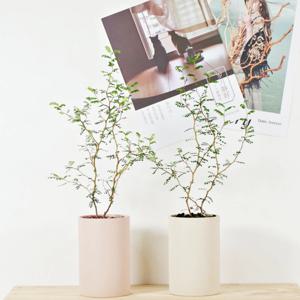 마오리소포라 + 롱실린더 토분 4 colors
