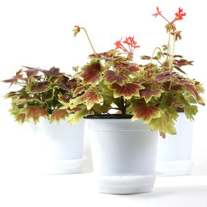 벤쿠버 중대품 3개1세트 모기퇴치식물화분