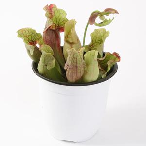 퍼포리아중대품 1개 모기퇴치식물화분 식충식물