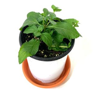 박하허브 공기정화 초화 화분식물