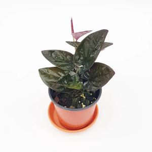 싱고니움초코 공기정화 수입초화 화분식물