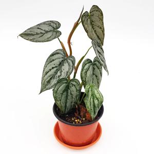 필로덴드론 브렌티아넘 공기정화 수입초화 화분식물