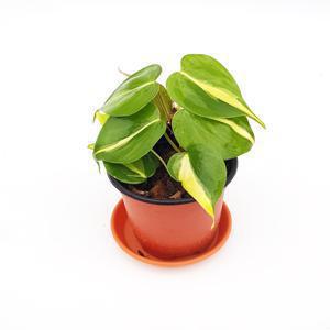 필로덴드론 옥시카르디움브라질 공기정화 수입초화 화분식물