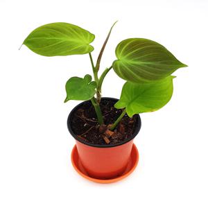 필로덴드론 캄포스포토아넘 공기정화 수입초화 화분식물