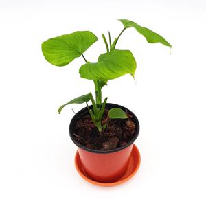 필로덴드론 페루 공기정화 수입초화 화분식물