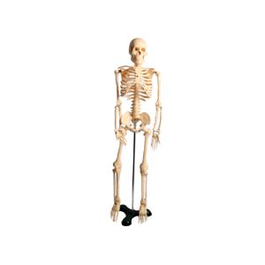 진산메디칼 전신골격모형 (중) 85cm 인체 모형 신체 골격 신경 표시 관절 뼈