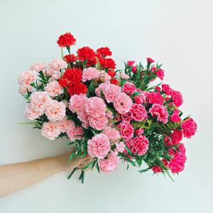 이너스 조화 카네이션 부쉬(소) 1P 실크플라워 플랜트 생화같은 스승의날 어버이날 선물