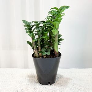 보석금전수 미니중품 개업선물 집들이 승진 생일 공기정화식물