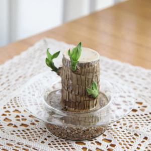 행운목 수경재배 테라리움 세트 실내 인테리어 오브제 식물