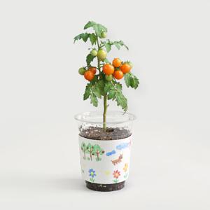 방울토마토 키우기 컵파머 씨앗 재배세트 DIY 키트