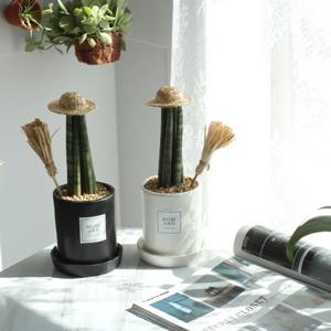 스투키 공기정화 식물  set _2pcs
