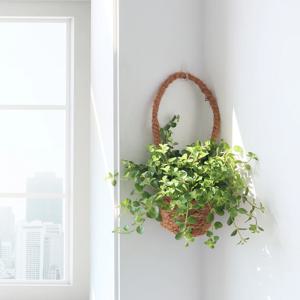이사벨라 바구니 공기정화 행잉식물