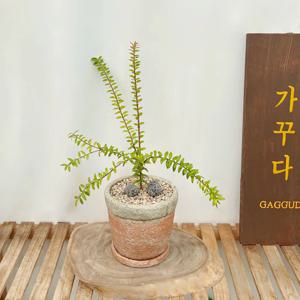 히말라야등불 주렁주렁 등불모양의 꽃이 이쁘게 피어나는