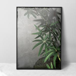 대나무 홍콩야자 / 아트 포스터(More green series) Paper A2