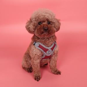 반려동물 메쉬 X형 강아지 하네스