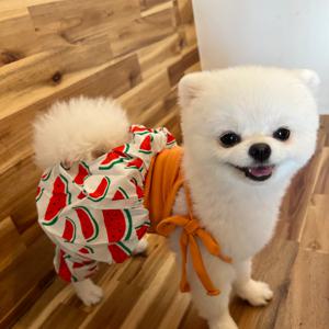 강아지옷 수박 몸빼바지