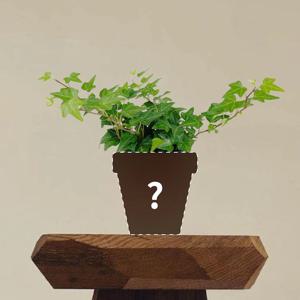 아이비 헤데라 맞춤 제작 상품 (1:1 식물 케어)