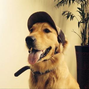 강아지 야구 모자 선캡 썬캡 소형견 중형견 대형견