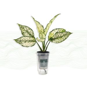 스노우사파이어 실내 공기정화 식물 선물