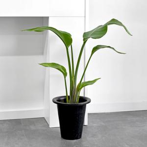 극락조 (중대형) 50-60cm 공기정화식물